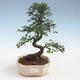 Indoor bonsai - Ulmus parvifolia - Smallleaf elm 2191434 - 1/3