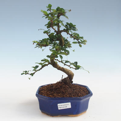 Indoor bonsai - Carmona macrophylla - Tea fuki PB2191436 - 1