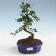 Indoor bonsai - Carmona macrophylla - Tea fuki PB2191436 - 1/5