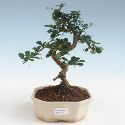 Indoor bonsai - Carmona macrophylla - Tea fuki PB2191437 - 1
