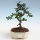 Indoor bonsai - Carmona macrophylla - Tea fuki PB2191437 - 1/5