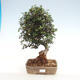 Indoor bonsai - Olea europaea sylvestris - European small-leaved olive oil - 1/3