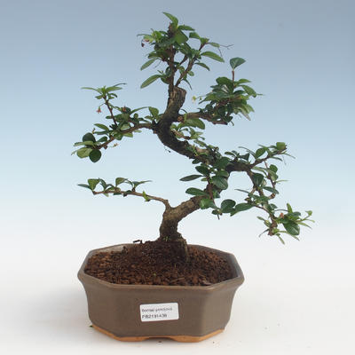 Indoor bonsai - Carmona macrophylla - Tea fuki PB2191438 - 1