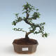 Indoor bonsai - Carmona macrophylla - Tea fuki PB2191438 - 1/5