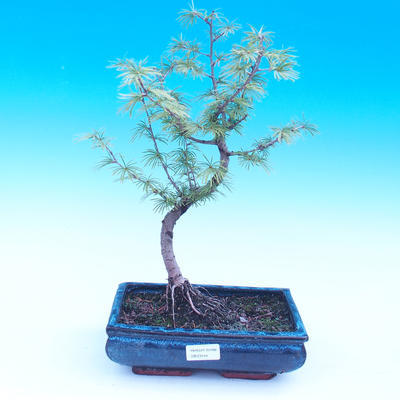 Outdoor bonsai - Pamodrin - Pseudolarix amabis - 1