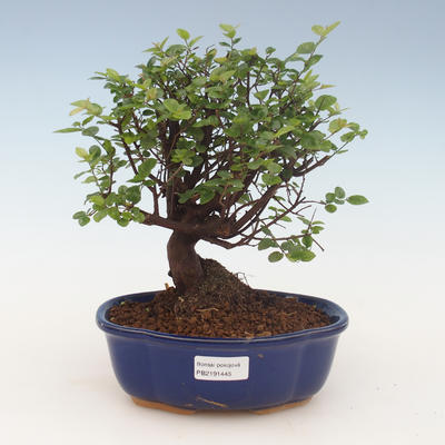 Indoor bonsai - Sagerécie thea - Sagerécie thea 2191445 - 1