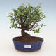 Indoor bonsai - Sagerécie thea - Sagerécie thea 2191445 - 1/4