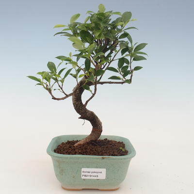 Indoor bonsai - Ficus kimmen - small leaf ficus 2191449