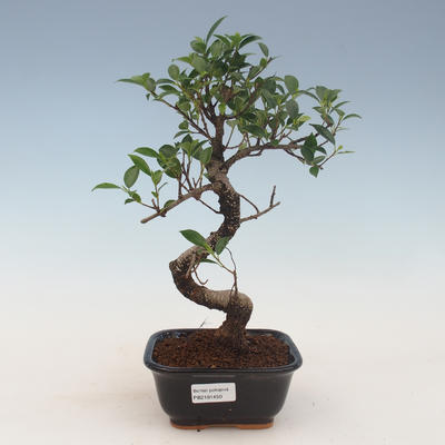 Indoor bonsai - Ficus kimmen - small leaf ficus 2191450