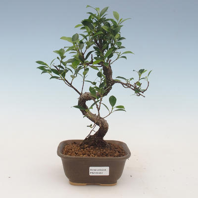Indoor bonsai - Ficus kimmen - small leaf ficus 2191451