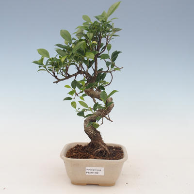 Indoor bonsai - Ficus kimmen - small leaf ficus 2191452