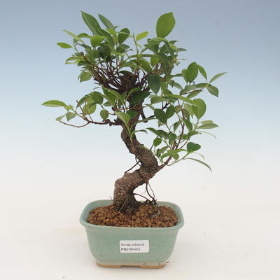 Indoor bonsai - Ficus kimmen - small leaf ficus 2191453