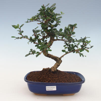 Indoor bonsai - Carmona macrophylla - Tea fuki 2191457 - 1