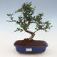 Indoor bonsai - Carmona macrophylla - Tea fuki 2191457 - 1/5