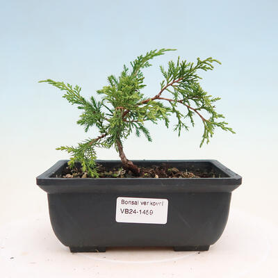 Outdoor bonsai - Juniperus chinensis ITOIGAWA - Chinese Juniper