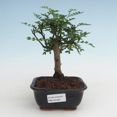 Indoor bonsai - Zantoxylum piperitum - Pepper tree PB2191463 - 1