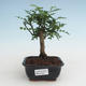 Indoor bonsai - Zantoxylum piperitum - Pepper tree PB2191463 - 1/4