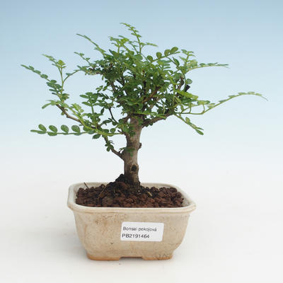 Indoor bonsai - Zantoxylum piperitum - Pepper tree PB2191464 - 1