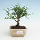 Indoor bonsai - Zantoxylum piperitum - Pepper tree PB2191464 - 1/4