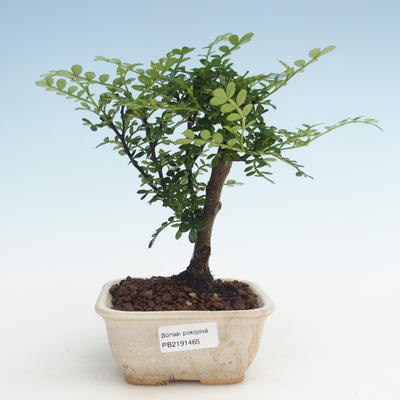Indoor bonsai - Zantoxylum piperitum - Pepper tree PB2191465 - 1