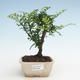 Indoor bonsai - Zantoxylum piperitum - Pepper tree PB2191465 - 1/4