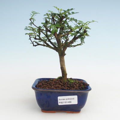 Indoor bonsai - Zantoxylum piperitum - Pepper tree PB2191466 - 1