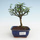 Indoor bonsai - Zantoxylum piperitum - Pepper tree PB2191466 - 1/4