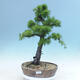 Outdoor bonsai -Larix decidua - Larch - 1/6