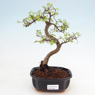 Indoor bonsai - Ulmus parvifolia - Small-leaved elm - 1