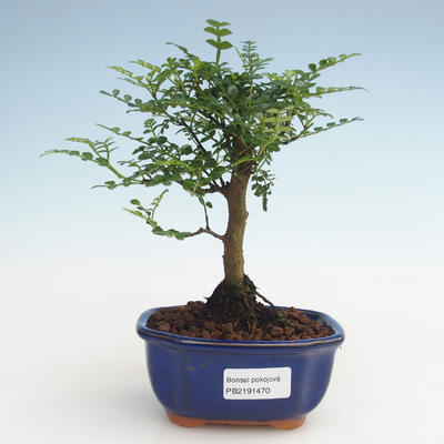 Indoor bonsai - Zantoxylum piperitum - Pepper tree PB2191470 - 1