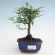 Indoor bonsai - Zantoxylum piperitum - Pepper tree PB2191470 - 1/4