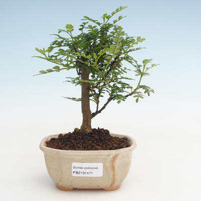 Indoor bonsai - Zantoxylum piperitum - Pepper tree PB2191471 - 1