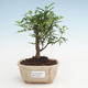 Indoor bonsai - Zantoxylum piperitum - Pepper tree PB2191471 - 1/4