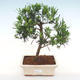 Indoor bonsai-Podocarpus- stone thous - 1/4