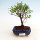 Indoor bonsai - Sagerécie thea - Sagerécie thea - 1/4
