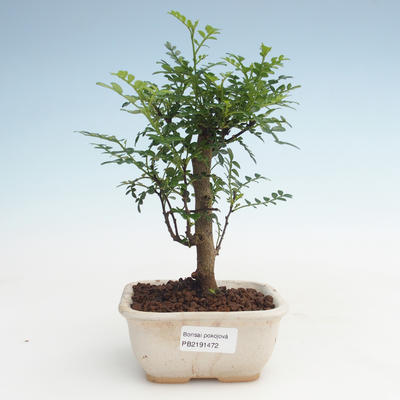 Indoor bonsai - Zantoxylum piperitum - Pepper tree PB2191472 - 1