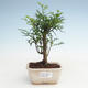 Indoor bonsai - Zantoxylum piperitum - Pepper tree PB2191472 - 1/4