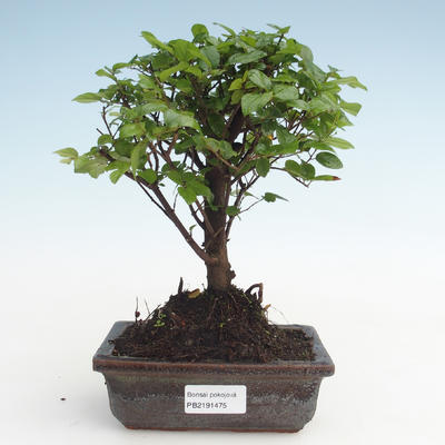 Indoor bonsai - Sagerécie thea - Sagerécie thea PB2191475 - 1