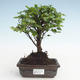 Indoor bonsai - Sagerécie thea - Sagerécie thea PB2191475 - 1/4