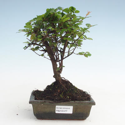 Indoor bonsai - Sagerécie thea - Sagerécie thea PB2191477 - 1