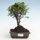 Indoor bonsai - Sagerécie thea - Sagerécie thea PB2191477 - 1/4
