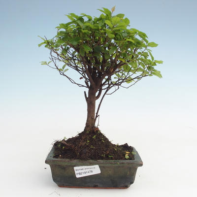 Indoor bonsai - Sagerécie thea - Sagerécie thea PB2191478 - 1