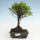 Indoor bonsai - Sagerécie thea - Sagerécie thea PB2191478 - 1/4