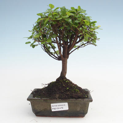 Indoor bonsai - Sagerécie thea - Sagerécie thea PB2191479 - 1