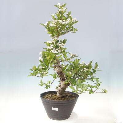 Outdoor bonsai - Hawthorn - Crataegus cuneata - 1