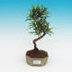 Room bonsai - Podocarpus - Stone thousand - 1/4