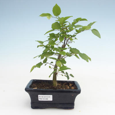 Indoor bonsai - Celtis chinensis - hackberry PB2191486