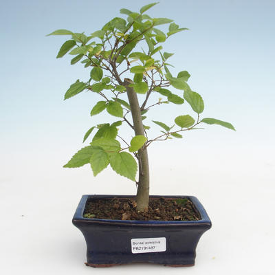 Indoor bonsai - Celtis chinensis - hackberry PB2191487