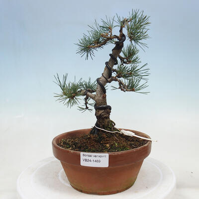Outdoor bonsai - Pinus parviflora - Small pine tree - 1
