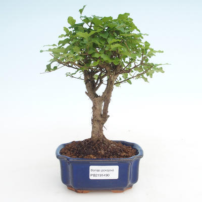 Indoor bonsai -Ligustrum chinensis - Privet PB2191490 - 1